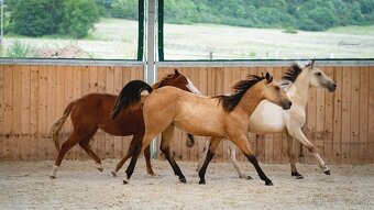 Dvouletá buckskin Quarter Horse klisna, nominace na Futurity - 10