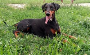 DOBERMAN štěňata s PP (CZ) - 10