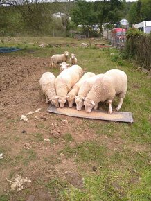 Romney marsh,kent - 10