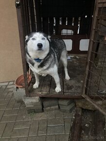 Šteňatá husky mix - 10