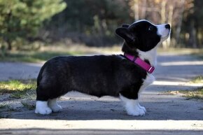 Welsh Corgi Cardigan FCI- krásná dívka - 10