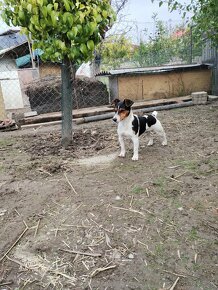 Jack Russel terier - 10