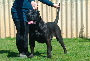 Predam krasne steniatko Kanarska Doga / Presa Canario s PP - 10