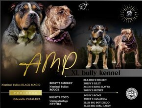 American bully xl - 10