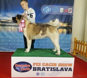 Americká akita (American akita) - 10