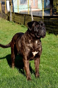 Cane Corso s PP FCI - - 10