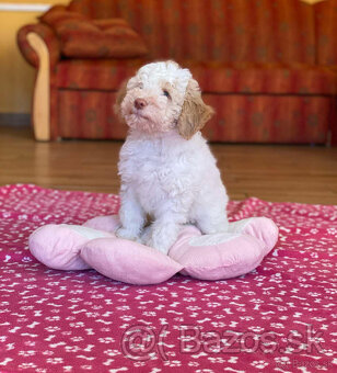 LAGOTTO ROMAGNOLO STENIATKA - 10