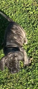 Cane Corso šteniatka - 10