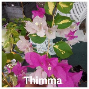 Bougainvillea,( bougainvillea , bugenvilea , bugenvila ) - 10