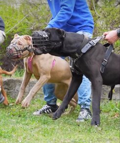 BANDOG - 10