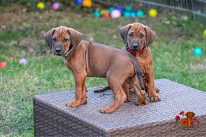 Rhodesian Ridgeback/Rodézsky riďžbek šteniatka s PP - 10