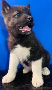 Americka Akita x Husky -Malamut - 10