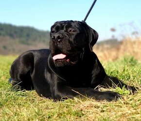 Cane Corso FCI Errant of North - 10