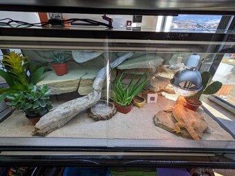 Terarium pre agamu - 10