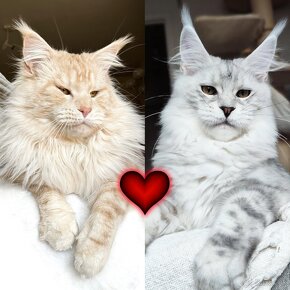 ❣️Mainská myvalia Maine Coon s PP❣️ - 10