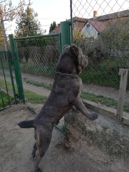 Cane Corso šteniatka - 10