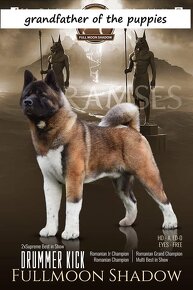 Americká akita (American akita) - 10