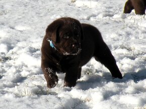 Labrador retriever -  čokoládové šteniatka s PP - 10