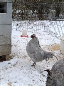 Araucana levandulova kohutiky - 10