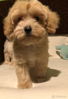 Maltipoo - 10