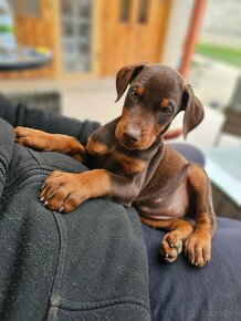 Doberman šteniatká - 10