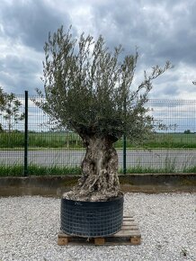 Olivovník európsky / olea europaea - 10