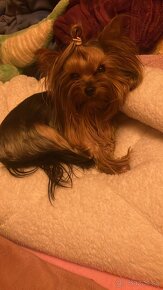 Yorkshire terrier s PP, Jork, - 10