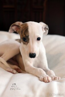 Whippet male - 10