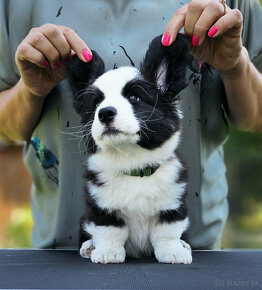 Welsh Corgi Cardigan-štěňata s průkazem původu FCI - 10