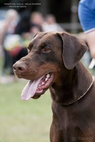 šteniatka dobermanov - Chovateľská stanica - 10