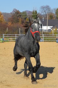 Predám žrebca - Percheron - 10