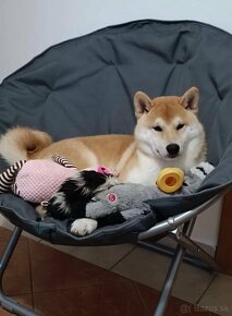 Shiba inu  s PP - 10