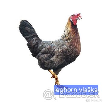 Mládky sliepok dominant a leghorn - 10