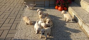 Šteniatka labrador a kríženec zlatý retriever - 10