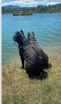 Šteniatka Cane Corso - 10