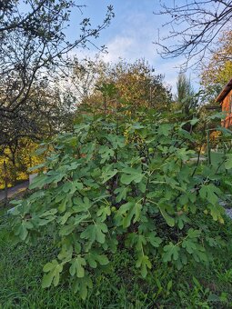 Záhrada, Košice - Košická Nová Ves časť Geder 395 m2 - 10