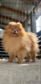 Pomeranian psik - 10