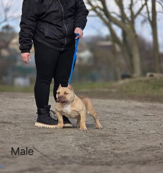 American Bully - 10