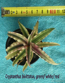 Terarijné bromélie Cryptanthus - 10