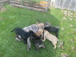 Predam cane corso - 10