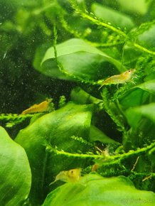 Krevetky neocaridina zig zag - 10