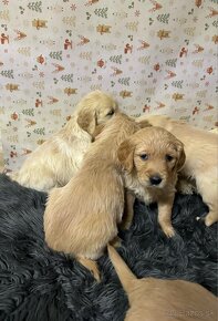 Zlatý retriever/ Golden retriever - 10