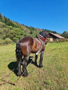 Predam tanzeho zrebca peja - 10