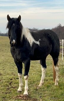 APH APHA PAINT HORSE ŽREBEC pripúšťanie - 10