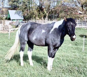 APH APHA PAINT HORSE ŽREBEC pripúšťanie - 10