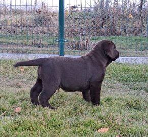 Labrador šteniatka čokoládové s rodokmeňom - 10