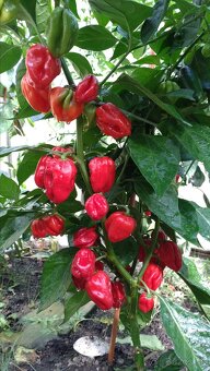 Chilli priesady (planty, sadenice) - 10