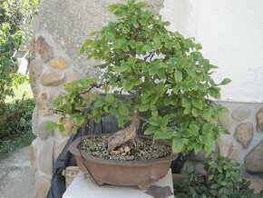 bonsai,bonsaj-hrab 1 - 10