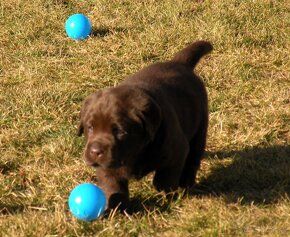 Labrador retriever čokoládové šteniatka s PP - 10