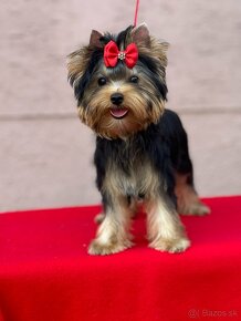 Yorkshire terrier, york, mini yorkshire, jorksirsky - 10